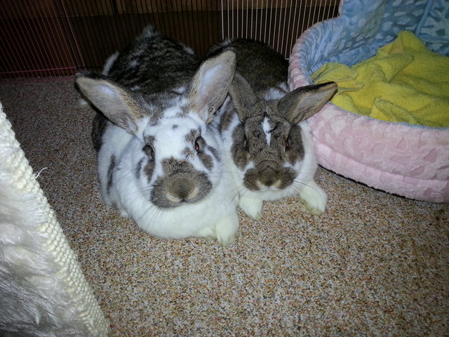 Beethoven der grosse aufpasser meiner Prinzessin Nikki