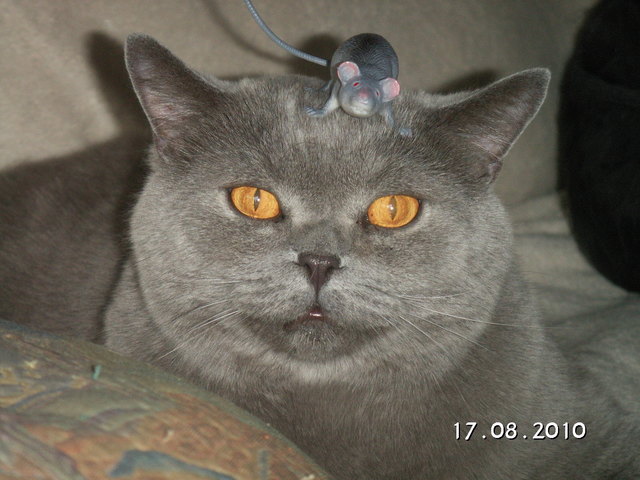 Diese Maus läßt mich nie schlafen.