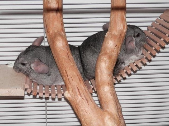 Siamesische Chinchillas?
