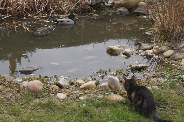 Unser Haustier Schnurli beim Frühlings Rendezvous mit Entenpaar (heuer schon vor Mitte März,vor der Kälte, wieder da!