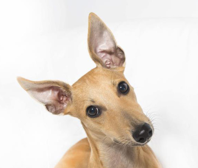 Benni, mein liebster Whippet...