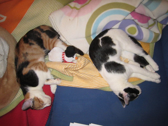 Foxi und Minou 4 - selbst im Schlaf tief miteinander verbunden