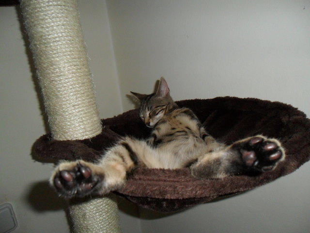 Kimba beim Mittagsschläfchen