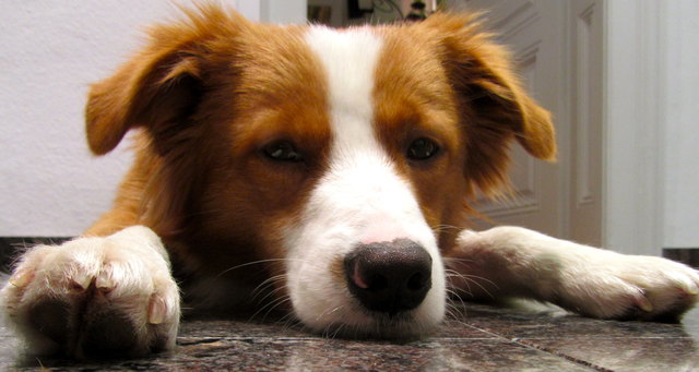 Toffee, der Herzensbrecher bei uns zuhause ;o)