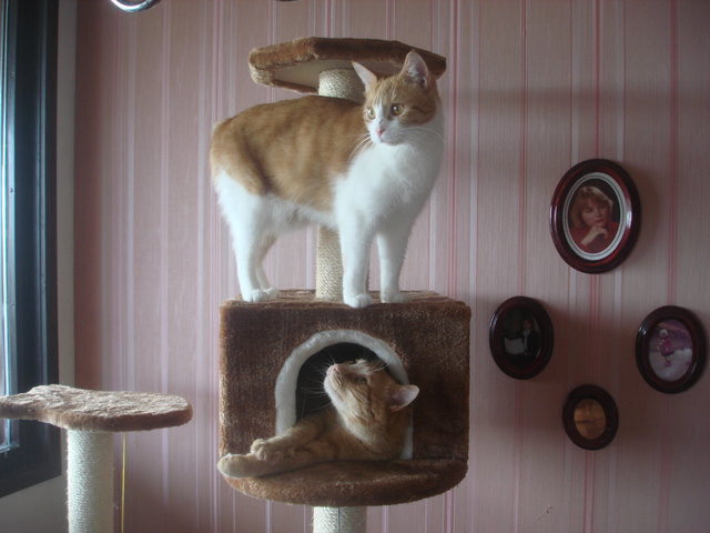 Olympia und Hercules