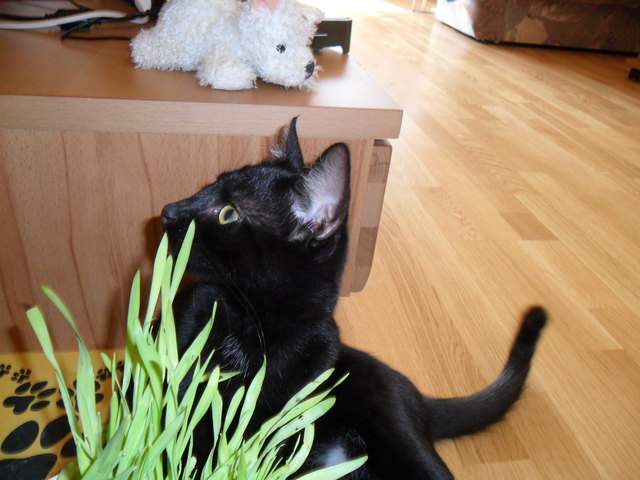 Versteckspiel hinterm Katzengras