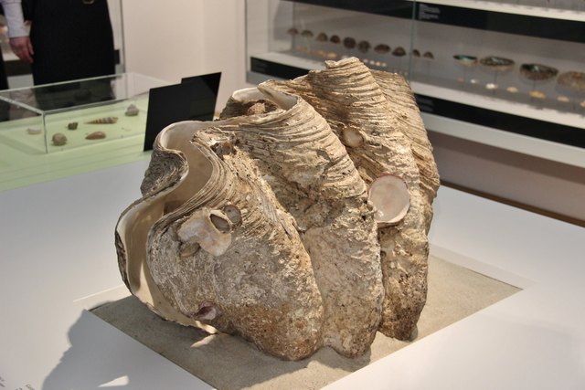 Museum Graz