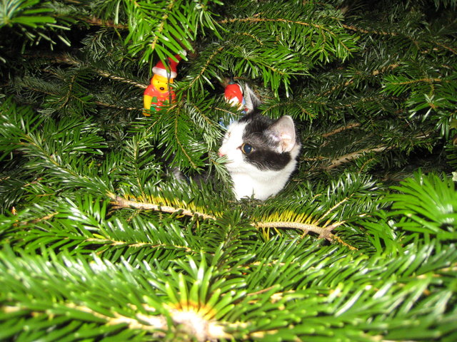 Minou X-Mas
