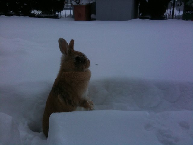 Kartis, erster Schnee auf der Terrasse