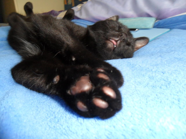 Laila beim Mittagsschläfchen