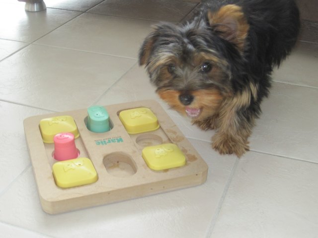 Training macht Coco viel spaß