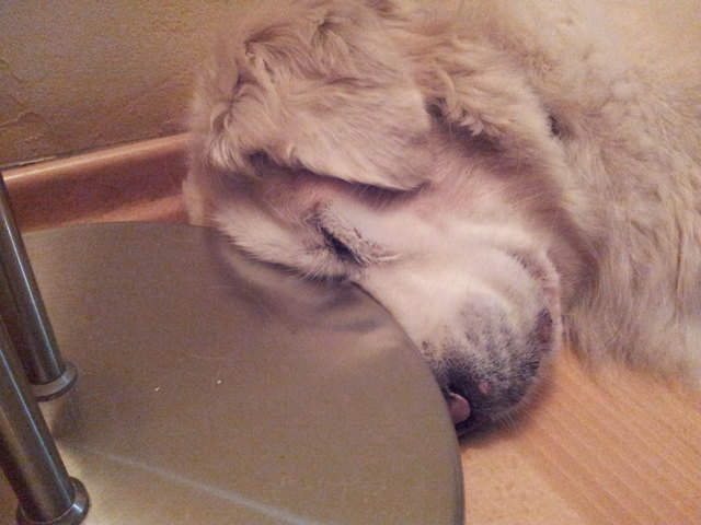 Ein Schläfchen zwischendurch