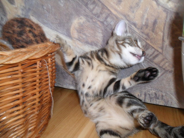 Unsere lustige Kimba