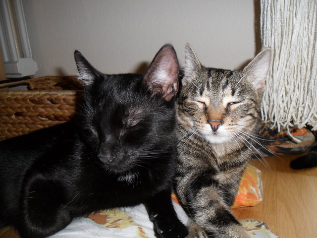 Kimba und Laila - Ruhepäuschen