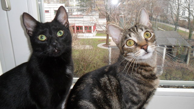 Unsere Süssen Kimba und Laila