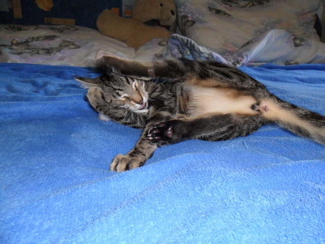 Grimassenschneiderin Kimba