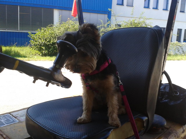 beim Stapler fahrnen ist sie die Beste