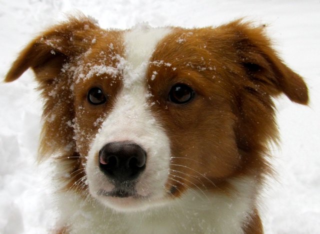 Toffee´s allererster Schnee....