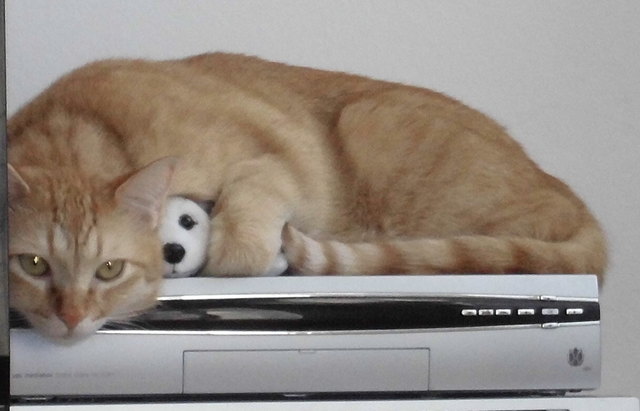 Rooeny unser Kater macht sein Nickerchen am Liebsten mit dem kleinen Eisbär