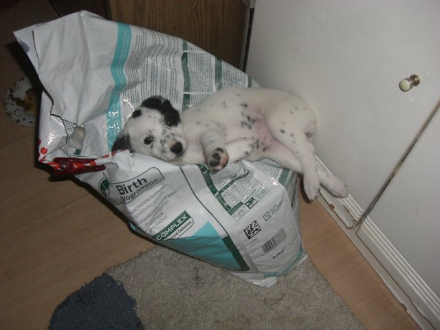 Mein Futter nimmt mir keiner weg.