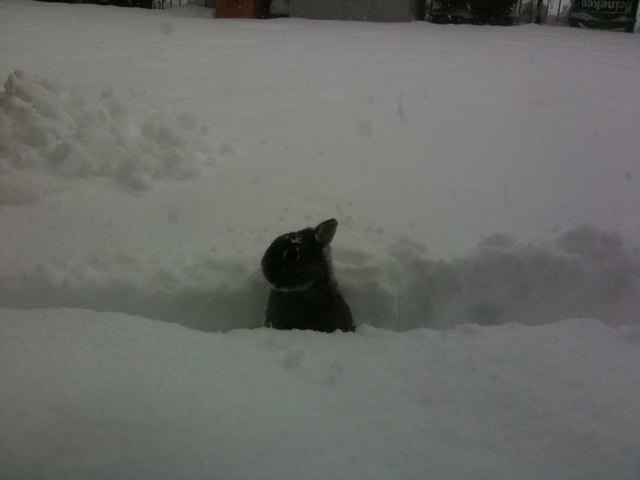 Syox, Spur im Schnee