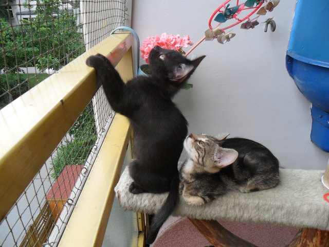 Dort oben fliegt ein Vogel