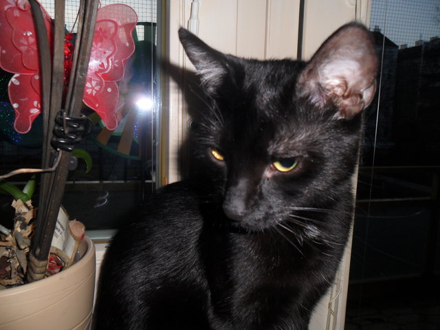 Laila unsere Schöne