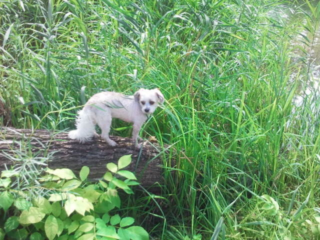 Shivas am Mühlwasser, endlich Frühling!!