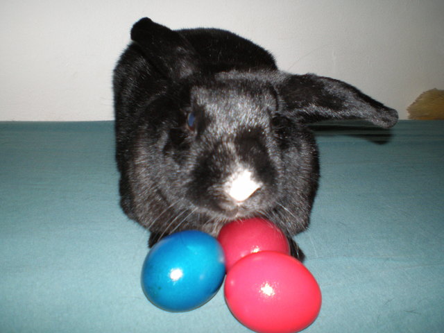 Honey Bunny wünsch euch frohe Ostern!