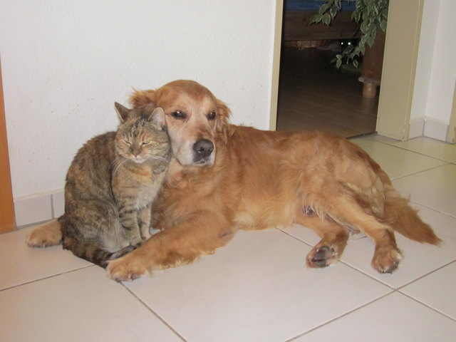 Raspi und sein Katerfreud Tizian