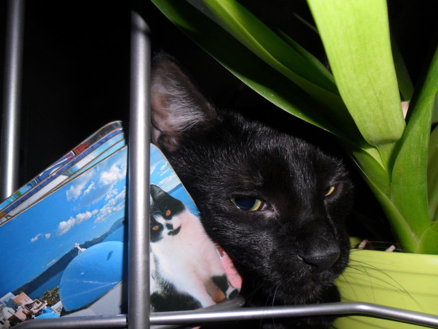 Versteckspiel hinter den Pflanzen