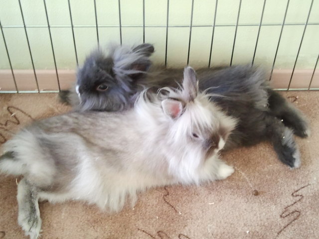 Flocke & Speedy _ Noch schnell ein kleines Rasterl bevor der Osterstress beginnt!!