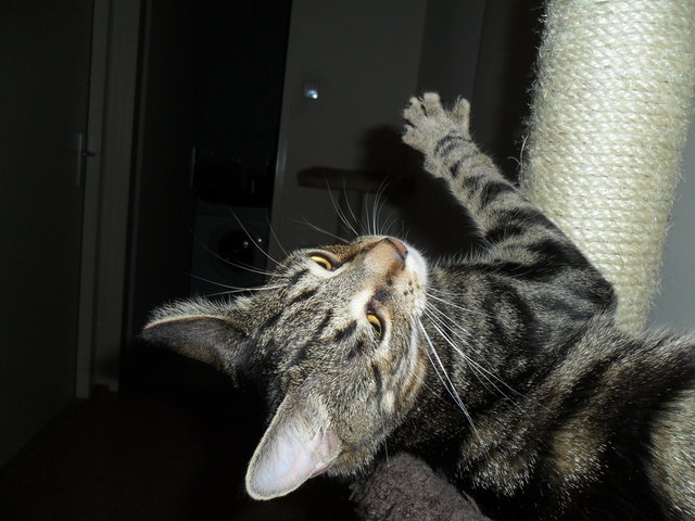 Kimba turnt am Kratzbaum