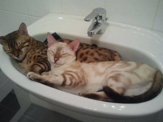 Kuscheln im Waschbecken