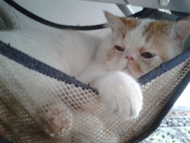 Flocki beim Chillout