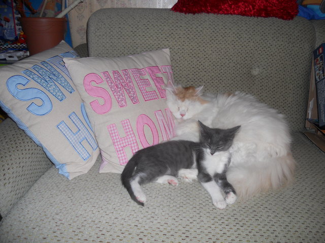 Kater Gismo mit seinem neuen kleinen Freund Mario
