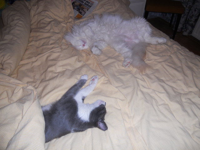 Gismo & Mario bei einem Nickerchen zwischendurch