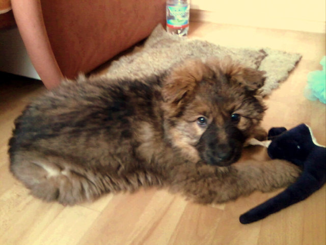 meine kleine süsse Kora