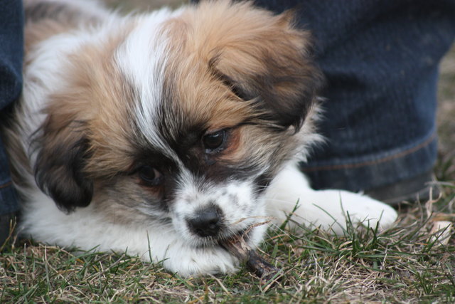 Die kleine Trixi, 3 Monate alt :)