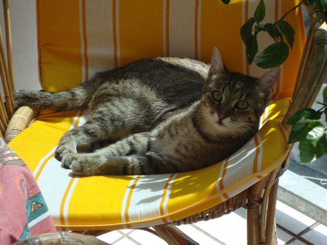 Sandy - am Schönsten ist das Sonnen auf der Loggia