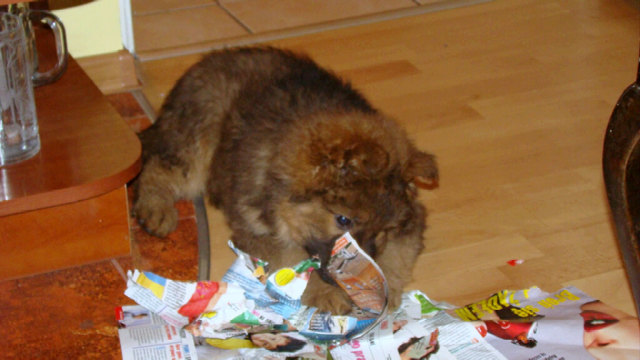 meine kleine süsse Kora