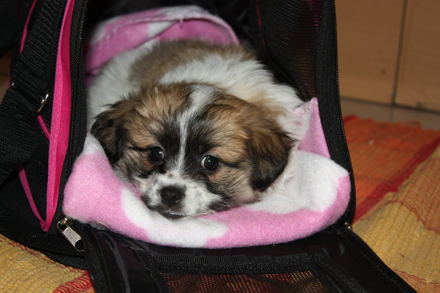 Die süße Trixi, 3 Monate alt :)