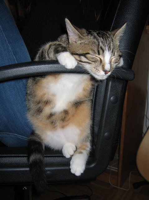 Ein gemütliches Nickerchen