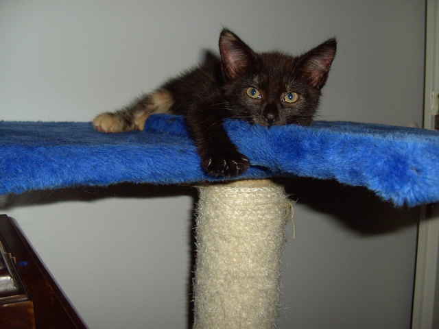 Bin ich nicht schön kein Platz ist mir zu hoch auch wenn ich noch klein bin.........