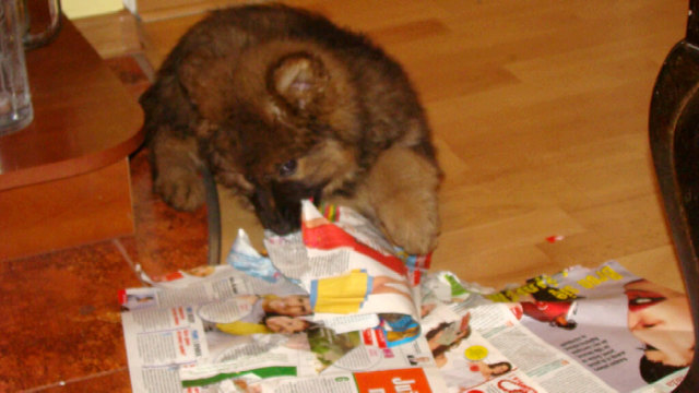 meine kleine süsse Kora