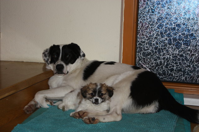 Lola (die große) und Trixi (die kleine), beide aus einer Tötungsstation. Lola spielt die Ersatzmami für Trixi :)