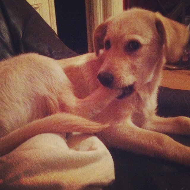 Käsefüsse stehen auf der Spezialitätenkarten