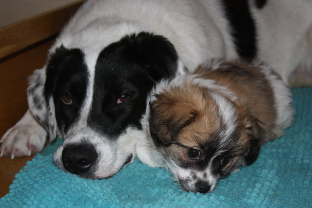 Lola und Trixi unsere süßen Hunde, die wir von der Tötungsstation gerettet haben.