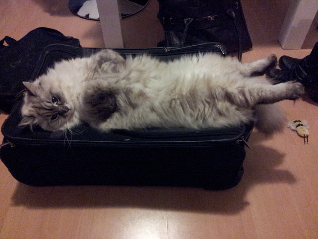 Marie möchte auf Reisen gehen