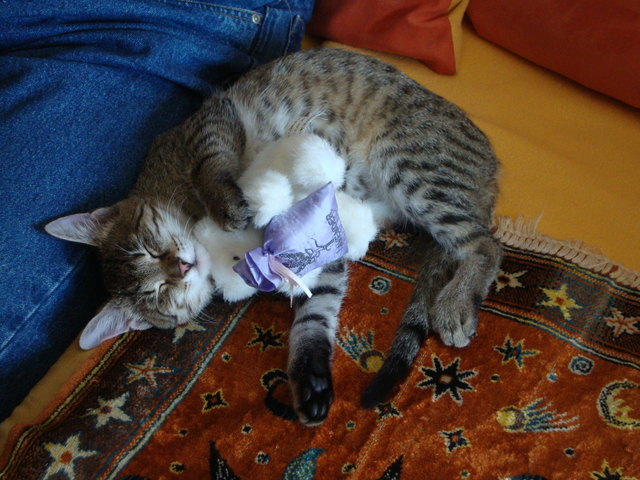 Sandy schläft mit Bärchen